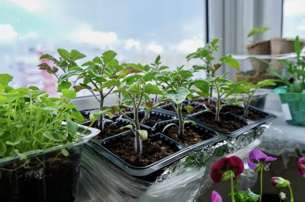 Créer un jardin urbain sur votre balcon