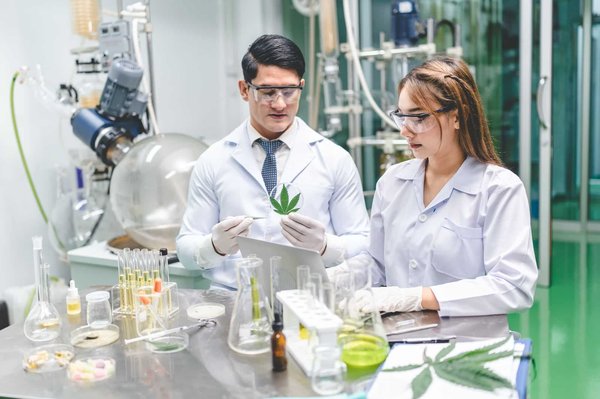 Fabrication d'huile de cbd : comprendre l'extraction par solvant
